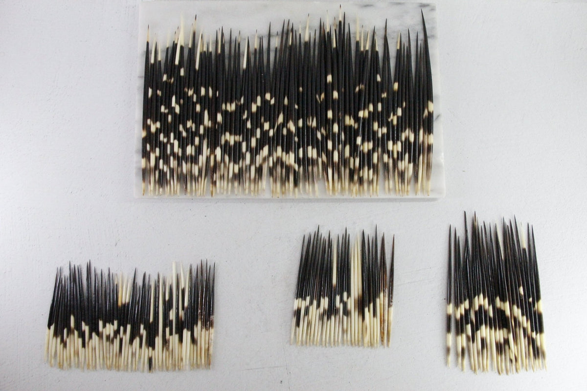 African Porcupine Quills | Authentic Vintage Set of 5 - Debra Hall Lifestyle
