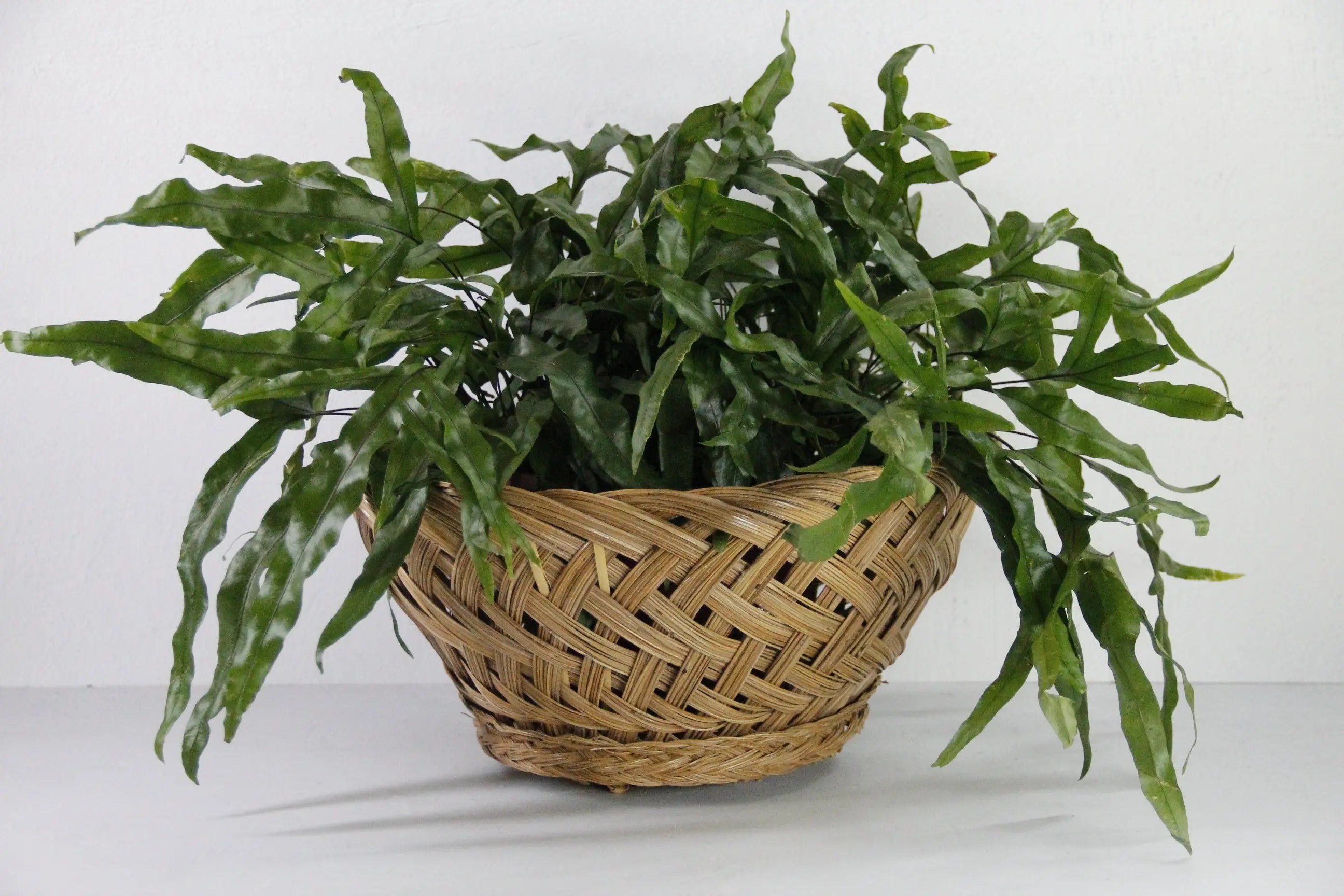 Vintage Wicker Basket Open Weave Fruit Bowl | Wall Decor  Debra Hall Lifestyle