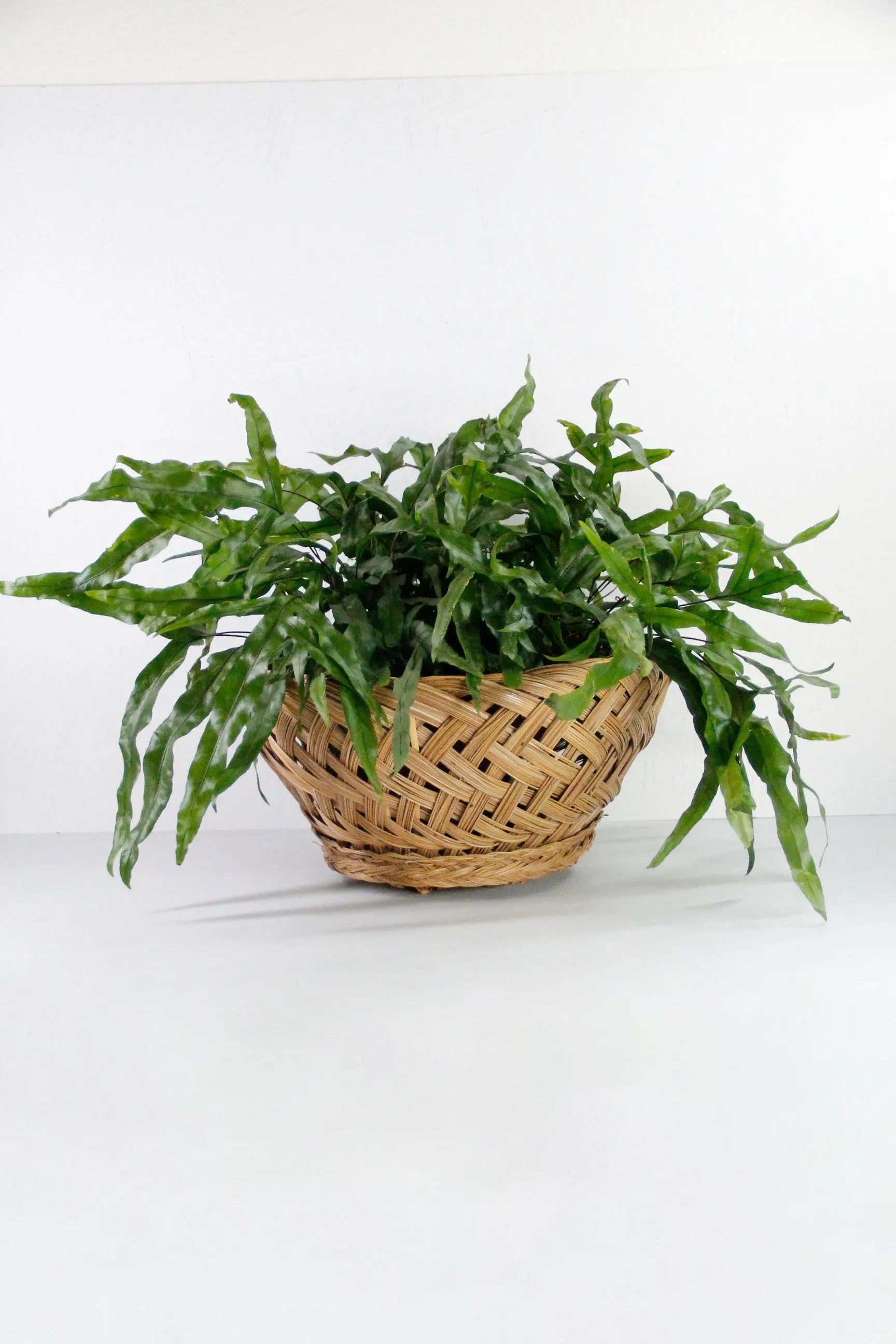 Vintage Wicker Basket Open Weave Fruit Bowl | Wall Decor  Debra Hall Lifestyle